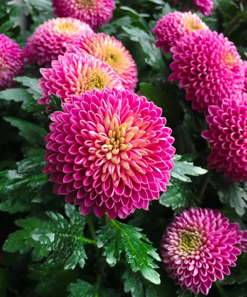 Pink Pompons Chrysanthemum Flowers — Stock Photo, Image