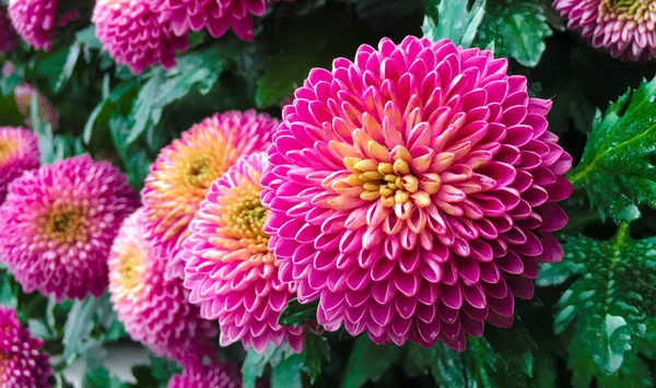 Pompon Chrysantheme Fotografie Zdjecia Stockowe Pompon Chrysantheme Obrazy Royalty Free