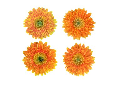 Kırpma yolları olan izole Gerbera çiçeği.