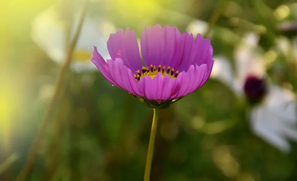 Fleurs Cosmos Dans Jardin Fleurs Thaïlandais — Photo