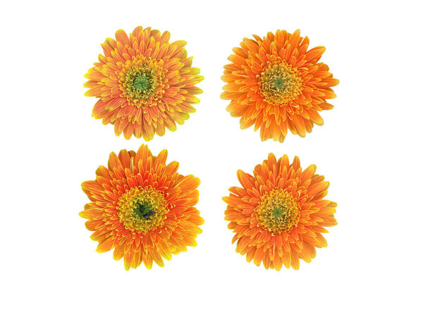 Изолированный цветок герберы с обрезками
.