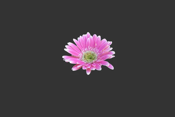 Изолированный Цветок Герберы Обрезками — стоковое фото
