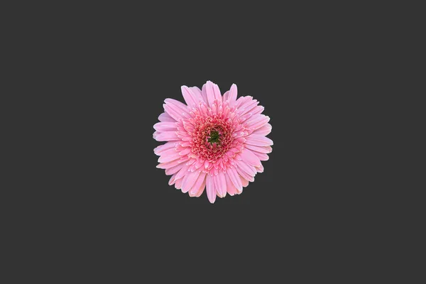 Isolerad Gerbera Blomma Med Klippbanor — Stockfoto