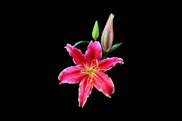 Kırpma Yolları Olan Münzevi Zambak Çiçeği — Stok fotoğraf