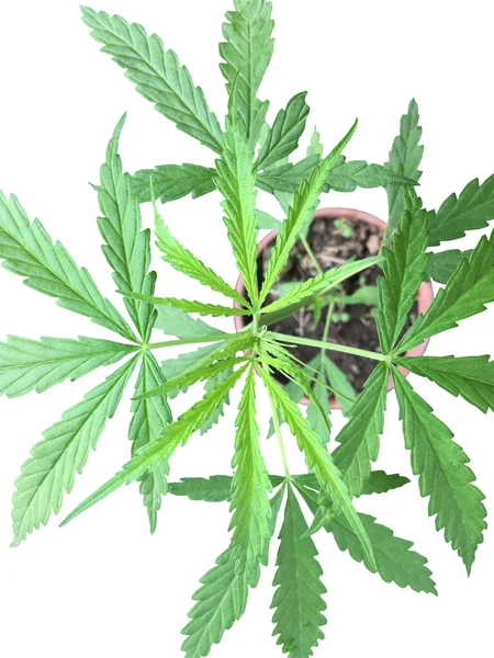 Vereinzelte Cannabis Sativa Mit Schnittpfaden — Stockfoto