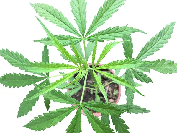 Cannabis Sativa Forma Indica Aislado Con Rutas Recorte — Foto de Stock