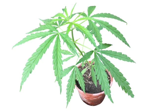 Izolált Cannabis Sativa Forma Indica Vágási Útvonalakkal — Stock Fotó