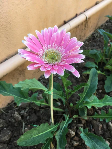 Gerbera Floraison Dans Lit Fleurs Côté Maison Thaïlande — Photo