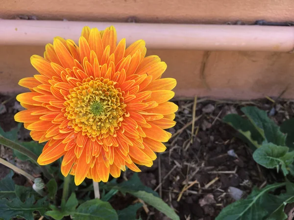 Tayland Daki Evin Yanındaki Çiçeklikte Gerbera Çiçekleri Açıyor — Stok fotoğraf