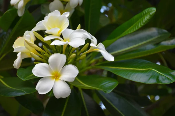 Plumeria Květiny Rozmazané Zelené Listy Pozadí — Stock fotografie