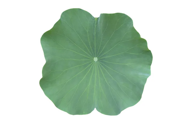 Geïsoleerd Enkel Lotusblad Met Knippaden — Stockfoto