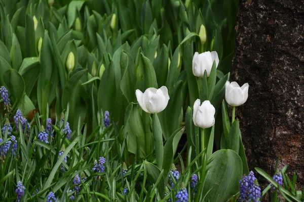 Campos Tulipanes Provincia Chiang Rai Tailandia — Foto de Stock