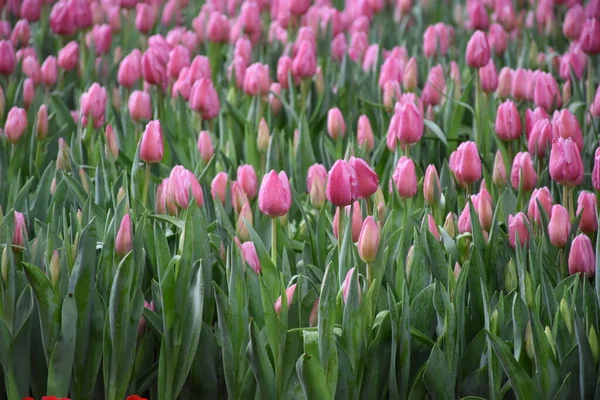 Campos Tulipanes Provincia Chiang Rai Tailandia — Foto de Stock
