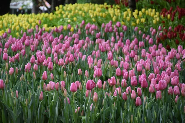 Campos Tulipanes Provincia Chiang Rai Tailandia — Foto de Stock