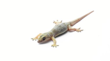 Beyaz arkaplanda hemidactylus veya küçük gecko