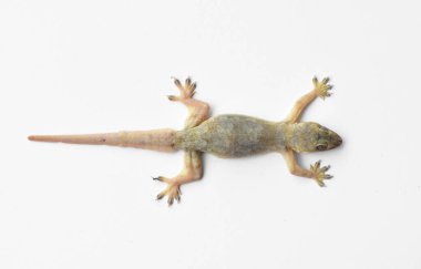 Beyaz arkaplanda hemidactylus veya küçük gecko