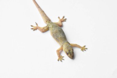 Beyaz arkaplanda hemidactylus veya küçük gecko