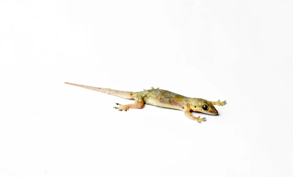 Hemidactylus Small Gecko White Background — Stock Photo, Image