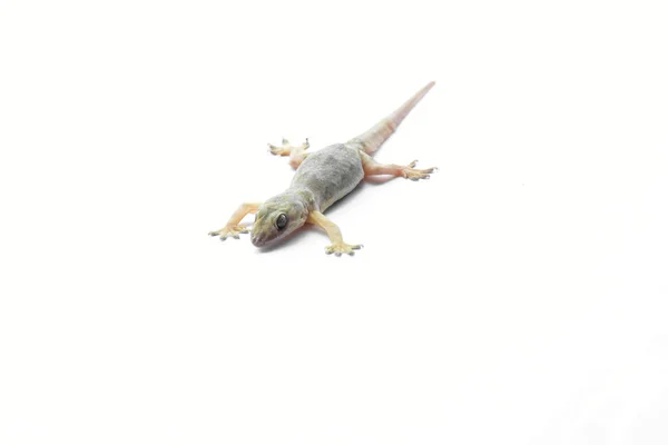 Hemidactylus Oder Kleiner Gecko Auf Weißem Hintergrund — Stockfoto