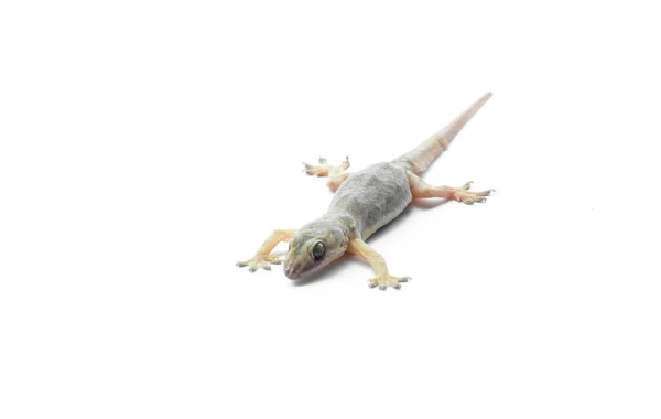 Hemidactylus Eller Liten Gecko Vit Bakgrund — Stockfoto