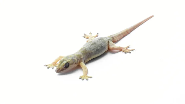 Hemidactylus Lub Mały Gecko Białym Tle — Zdjęcie stockowe