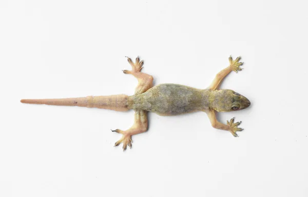 Hemidactylus Petit Gecko Sur Fond Blanc — Photo