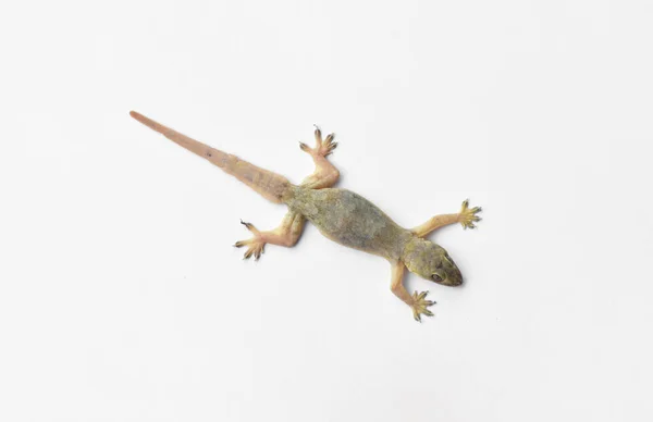 Hemidactylus Lub Mały Gecko Białym Tle — Zdjęcie stockowe