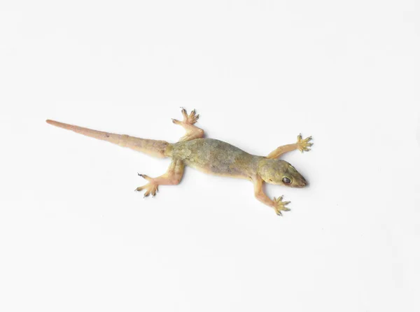 Hemidactylus Lub Mały Gecko Białym Tle — Zdjęcie stockowe