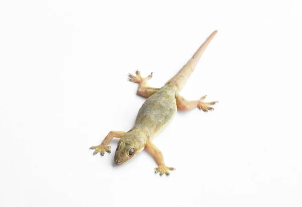 Hemidactylus Lub Mały Gecko Białym Tle — Zdjęcie stockowe