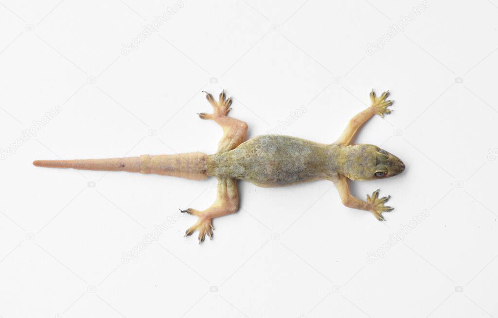 Hemidactylus or small gecko on white background