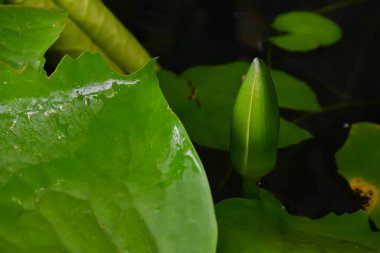 Nilüfer çiçeği tomurcuğunun yakın görüntüsü bulanık arkaplan.