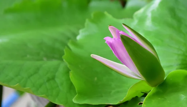 Close Upweergave Van Een Knop Van Lotusbloem Met Wazige Achtergrond — Stockfoto