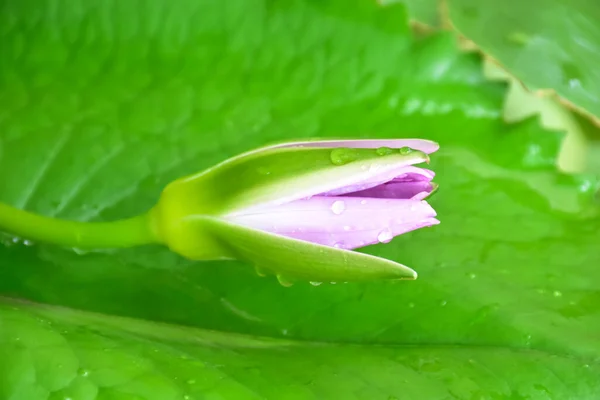 Vue Rapprochée Bourgeon Fleur Lotus Fond Flou — Photo