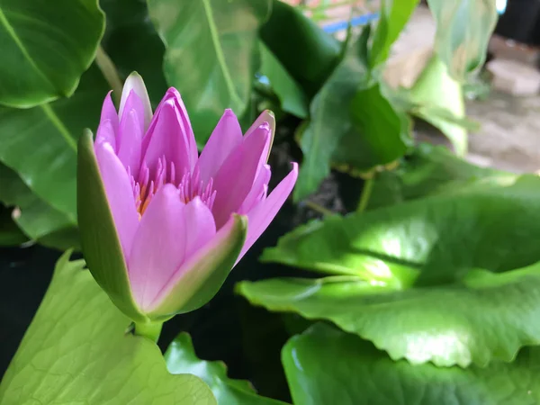 Lotus Violet Fleurissant Dans Petit Étang — Photo