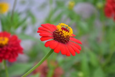 Zinnia çiçekleri doğal bulanık arkaplanlı.