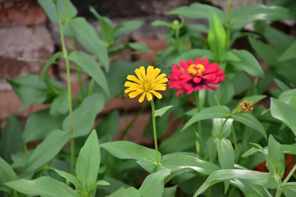 Fleurs Zinnia Avec Fond Flou Naturel — Photo