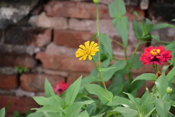 Zinnia Blüten Mit Natürlichem Unscharfem Hintergrund — Stockfoto