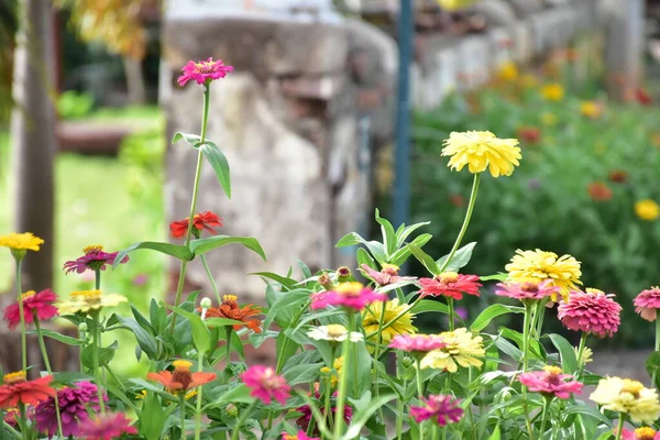 Zinnia Flowers Natural Blurred Background — Stock Photo, Image