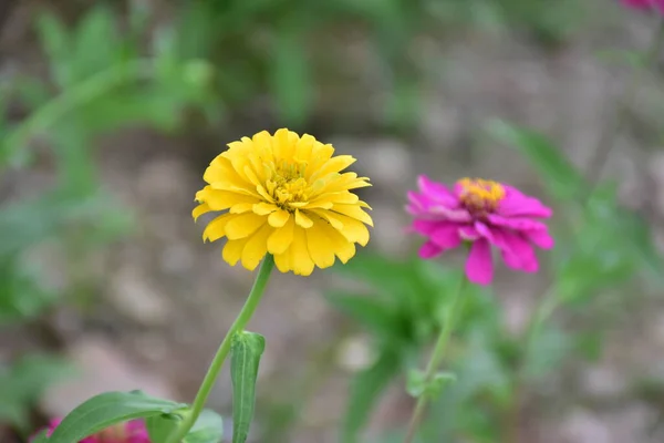 Zinnia Flowers Natural Blurred Background — Stock Photo, Image