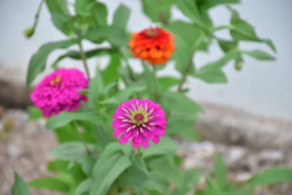 Fleurs Zinnia Avec Fond Flou Naturel — Photo