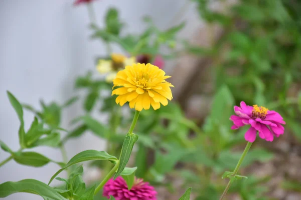 Zinnia Květiny Přírodním Rozmazané Pozadí — Stock fotografie
