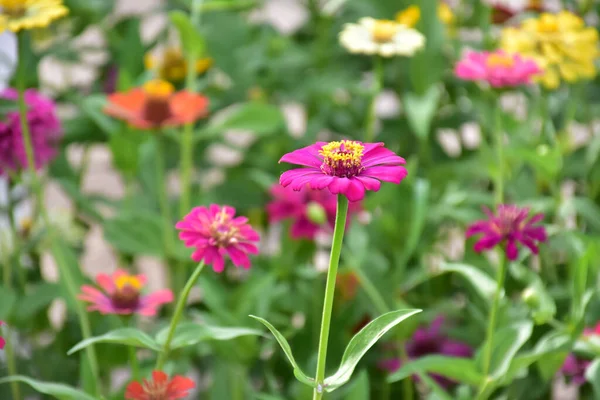 Zinnia Květiny Přírodním Rozmazané Pozadí — Stock fotografie