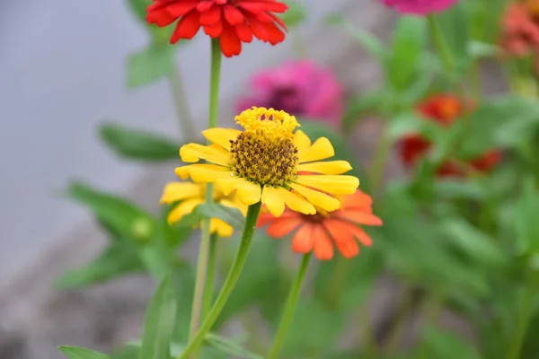 Fleurs Zinnia Avec Fond Flou Naturel — Photo