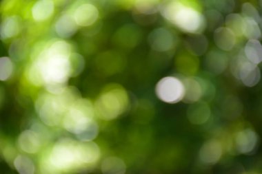 Bokeh ya da doğal bulanık arkaplan.