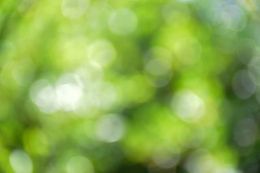 Bokeh ya da doğal bulanık arkaplan.