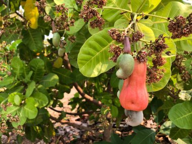 Bir dalda, bir ağaçta salkım salkım meyveler....