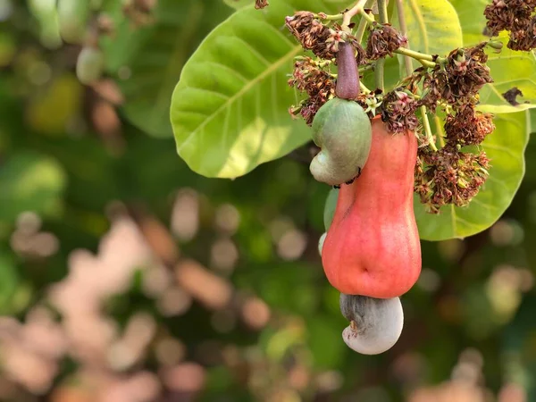 Caju Frutas Penduradas Seus Ramos Árvores — Fotografia de Stock