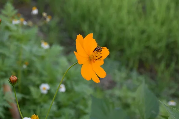 Fleurs Cosmos Avec Fond Flou Naturel — Photo