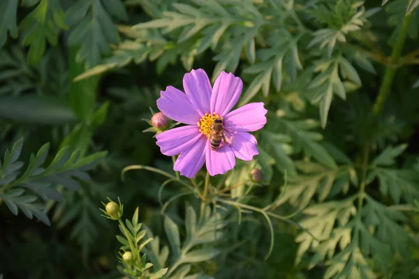 Fleurs Cosmos Avec Fond Flou Naturel — Photo