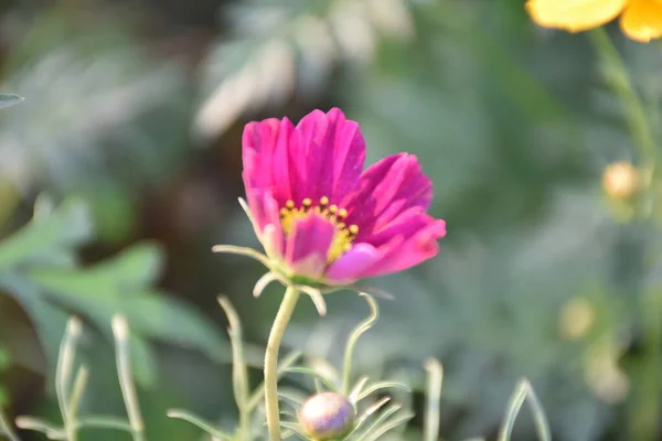 Cosmos Flowers Natural Blurred Background — Stock Photo, Image